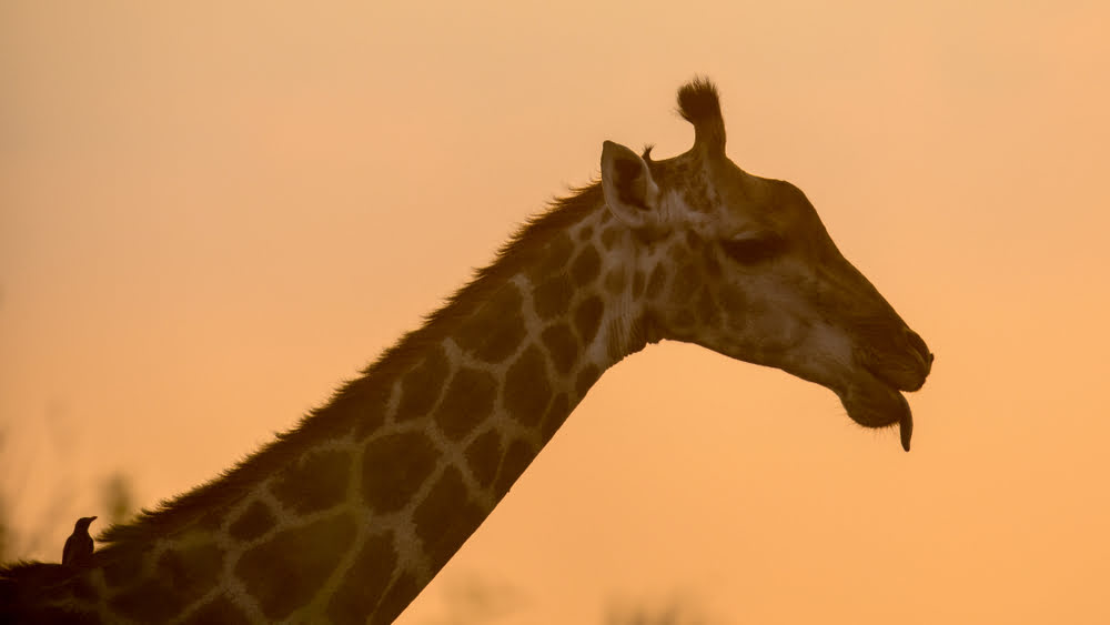 Giraffe im warmen Abendlicht des Great Rift Valley während einer Safari in Ostafrika.