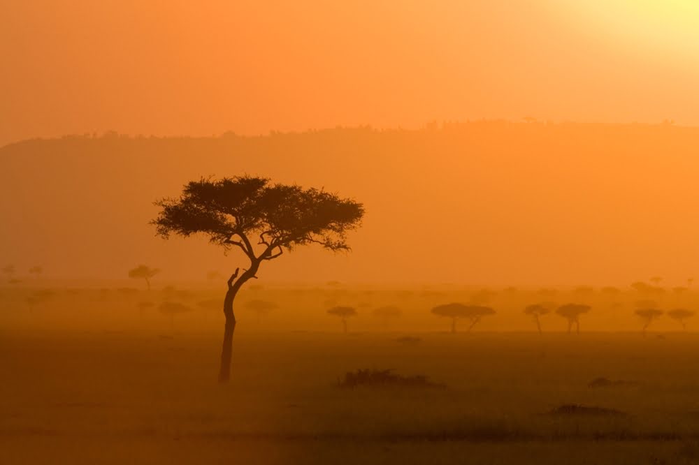 Akazienbaum in der goldenen Morgenstimmung der Masai Mara in Kenia mit weiter Savannenlandschaft im Hintergrund.