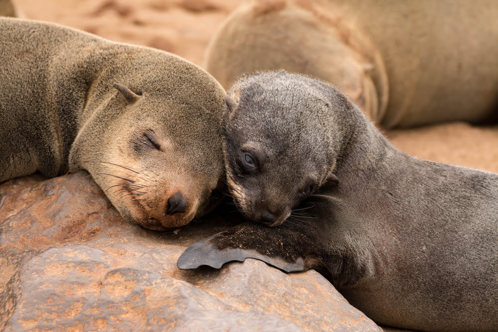 Junge Robben ruhen an der Küste bei Swakopmund und Walvis Bay in Namibia, wo der Atlantik auf die Namib-Wüste trifft.