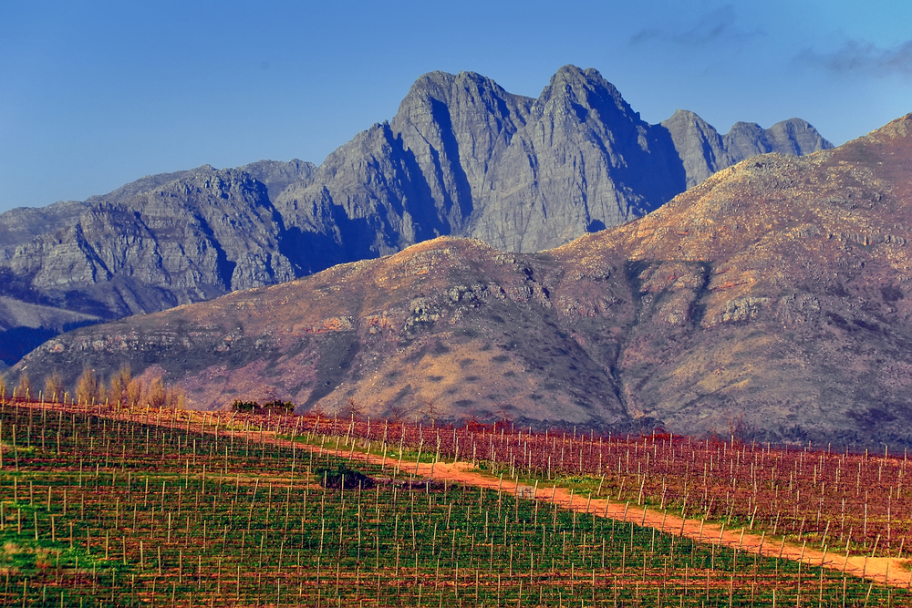 Weinberge der Cape Winelands vor den beeindruckenden Bergketten rund um Stellenbosch und Franschhoek in Südafrika.
