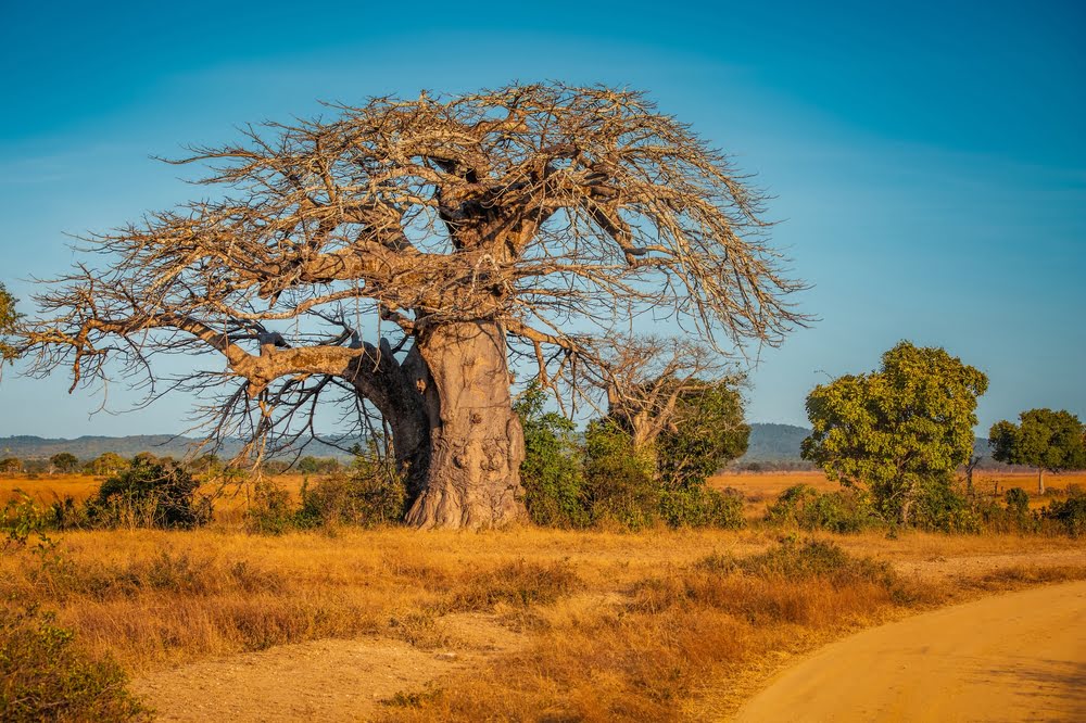 Mächtiger Baobab-Baum in der Savannenlandschaft von Limpopo im Norden Südafrikas.