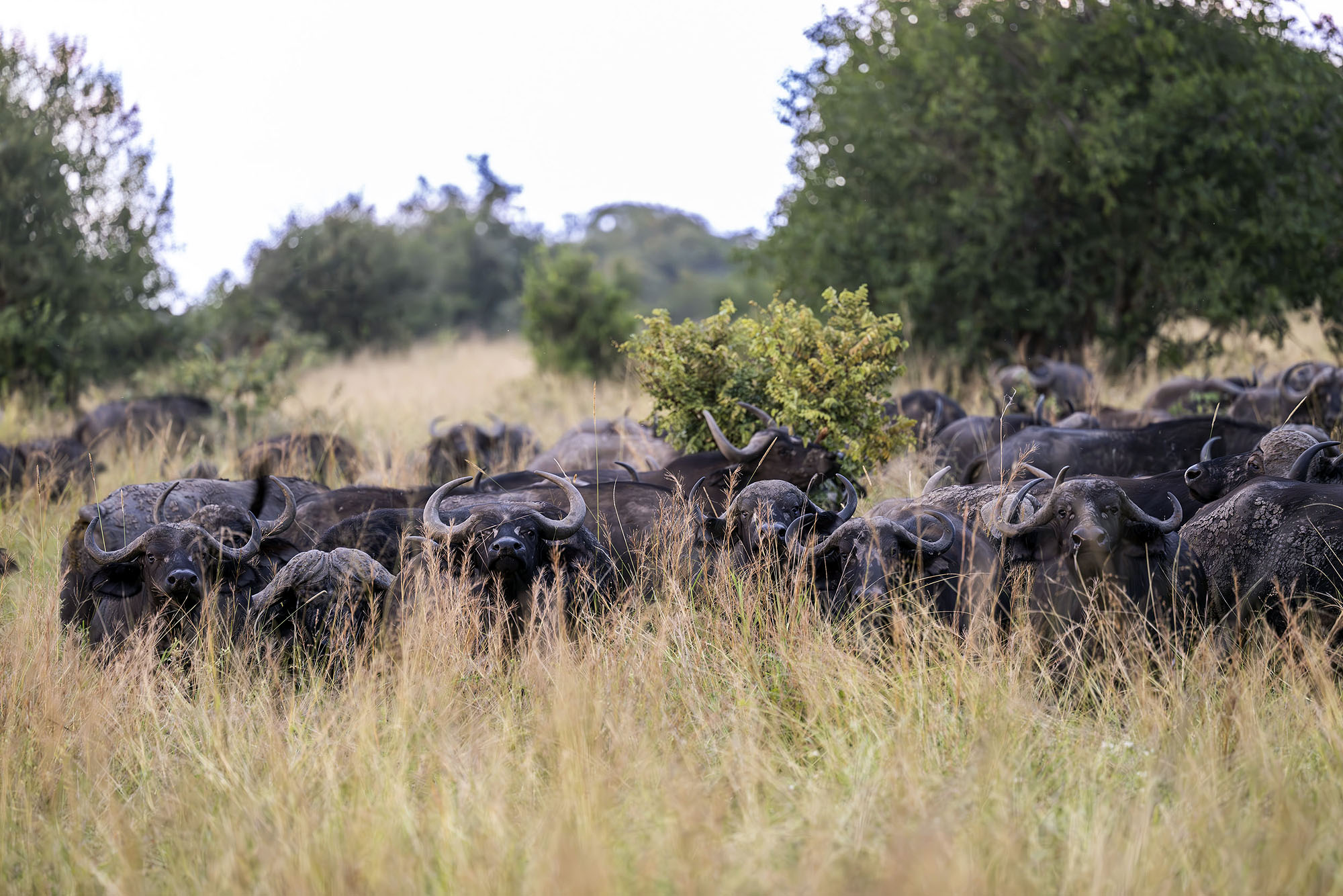 Riesige Büffelherde durchquert die weite Savannenlandschaft des Katavi National Parks in Tansania.