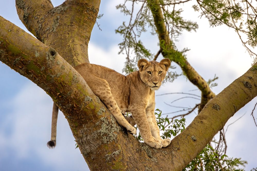 Junge Löwin auf einem Baum im Lake Manyara National Park in Tansania, bekannt für seine baumkletternden Löwen und vielfältigen Landschaften.
