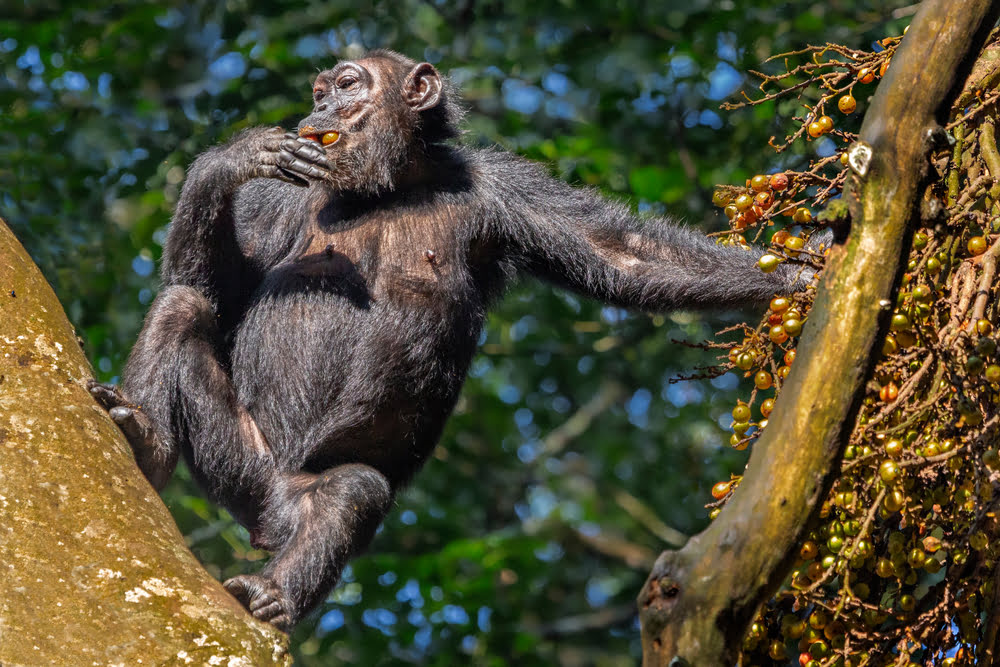 Wilder Schimpanse sitzt in einem Baum im tropischen Regenwald des Mahale- oder Gombe-Nationalparks in Tansania.