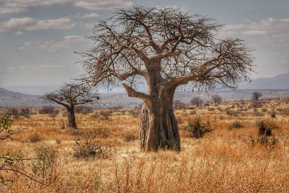Majestätischer Baobab-Baum in der trockenen Savannenlandschaft des Ruaha National Parks in Tansania.
