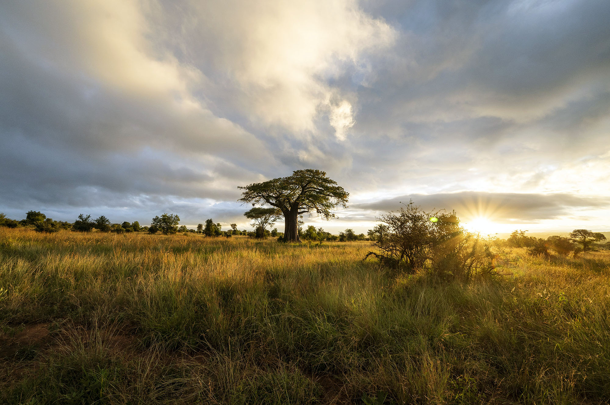 Elefantenherde zwischen markanten Baobab-Bäumen in der weiten Savanne des Tarangire-Nationalparks in Tansania.