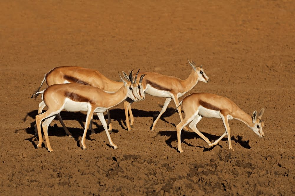 Gruppe von Antilopen in der trockenen Savannenlandschaft des Lower Zambezi National Parks in Sambia.