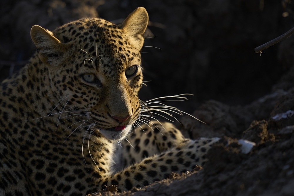 Leopard im Abendlicht im South Luangwa National Park in Sambia, einer der besten Regionen Afrikas für Raubtierbeobachtungen.