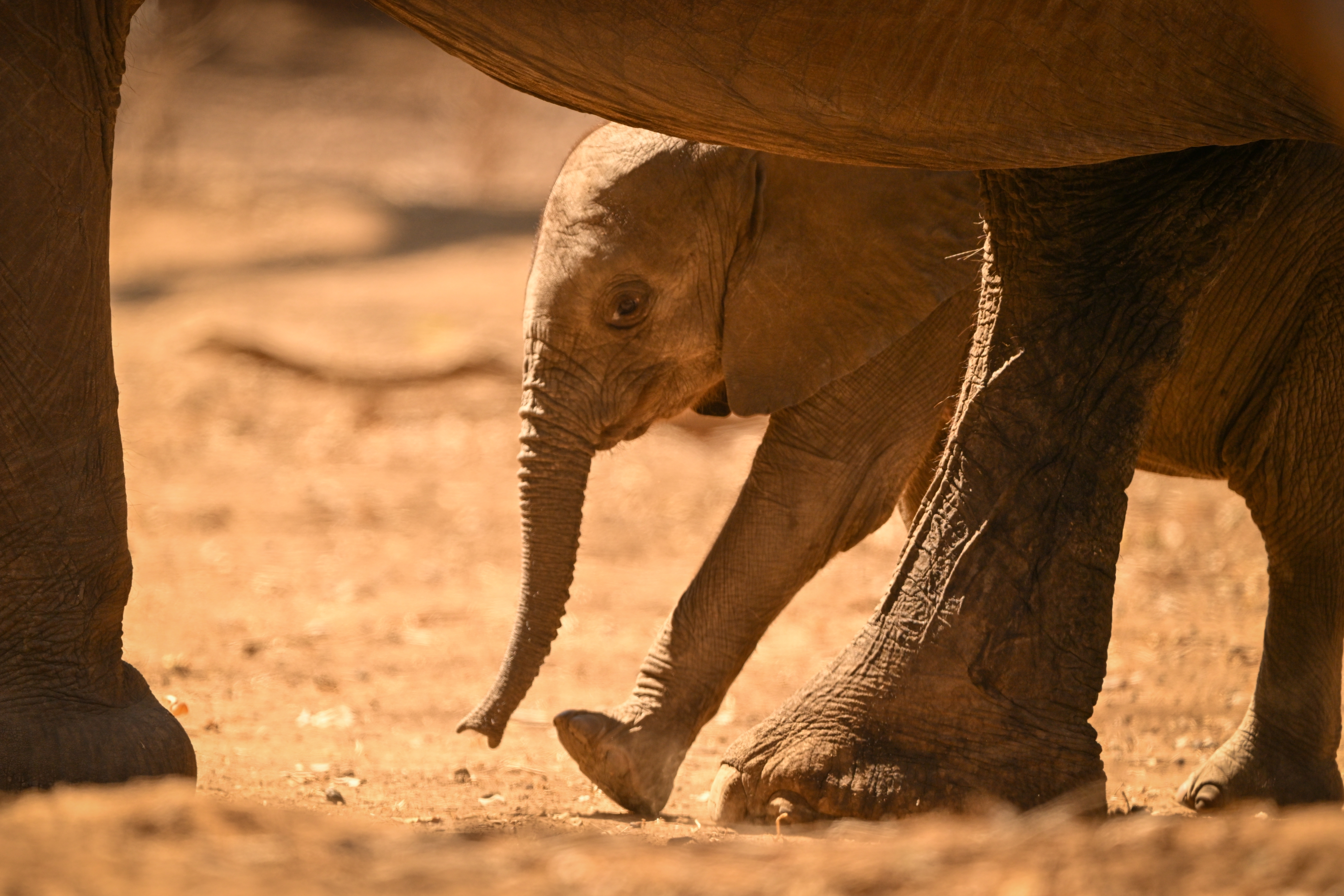 Junges Elefantenkalb läuft geschützt zwischen den Beinen erwachsener Elefanten in der afrikanischen Savanne von Zimbabwe.