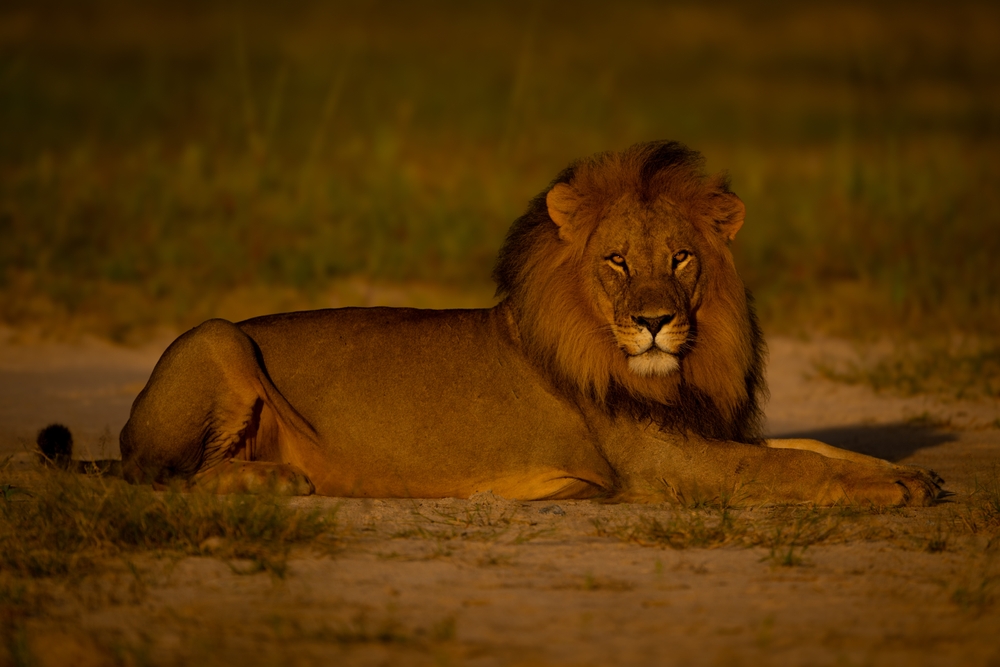 Männlicher Löwe im warmen Abendlicht des Hwange Nationalparks in Zimbabwe, einem der bedeutendsten Safari-Gebiete Afrikas.