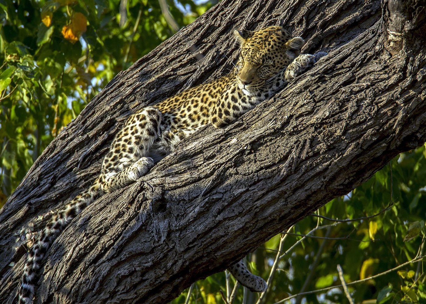 Zarafa Leopard © Beverly Joubert