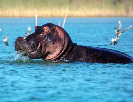 SA-Natal-KosiFL-Hippo