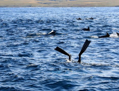 SA-WildCoast-GweGwe-diver_Dolphin8