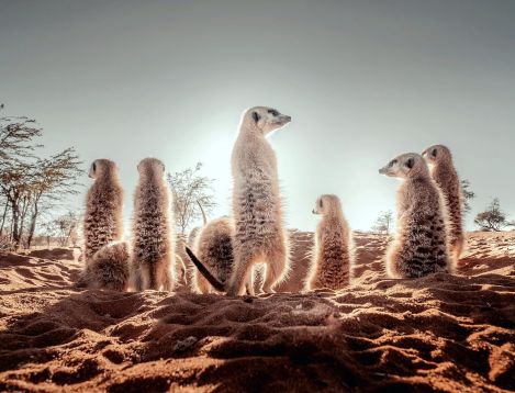 NA-Bagatelle-Suricate