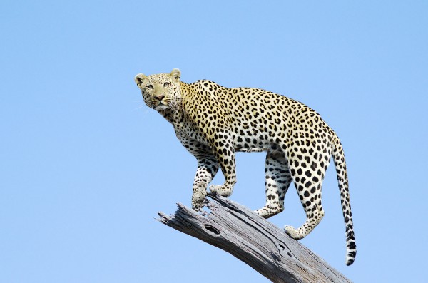 BO-SavutiC.leopard-wilderness