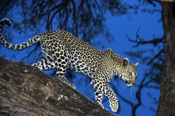 BO-Banoka-Leopard